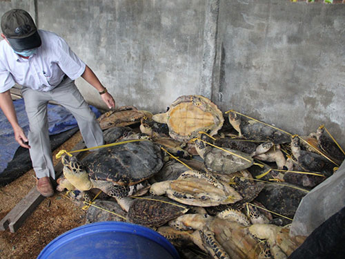 Hàng ngàn con rùa biển được thu giữ tại TP Nha Trang