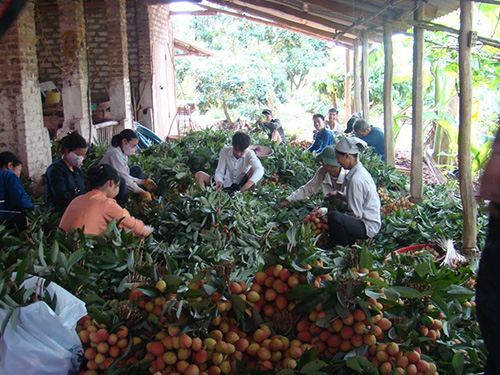 Trái vải - một trong những mặt hàng nông sản có thị trường xuất khẩu chính là Trung QuốcẢnh: Thùy Dương