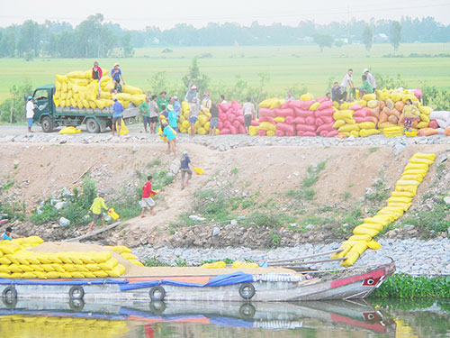 Nông dân ĐBCSL rất vất vả để làm ra lúa gạo trong khi các công ty lương thực, trong đó có Vinafood 2, chi xài vốn phung phí  Ảnh:  Thanh Vân