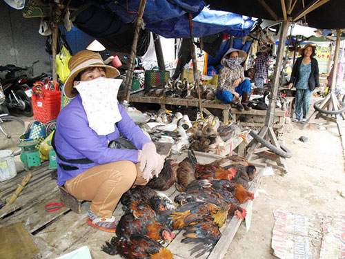 Gia cầm vẫn được bày bán bình thường ở chợ TP Tuy Hòa, tỉnh Phú Yên ngày 19-2, trong đó có cả những con vận chuyển từ vùng có dịch                                                                                     Ảnh: HỒNG ÁNH
