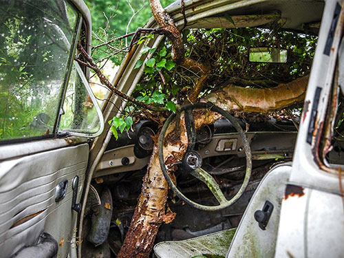 1.000 ô tô cổ bị bỏ quên trong rừng