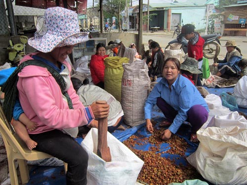 Một cơ sở thu mua hạt mây ở thị trấn Khâm Đức, huyện Phước Sơn, tỉnh Quảng Nam. Ảnh: PHẠM TRỌNG