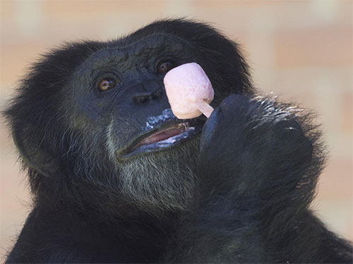 Vườn thú Brazil đãi động vật ăn kem để giải nhiệt