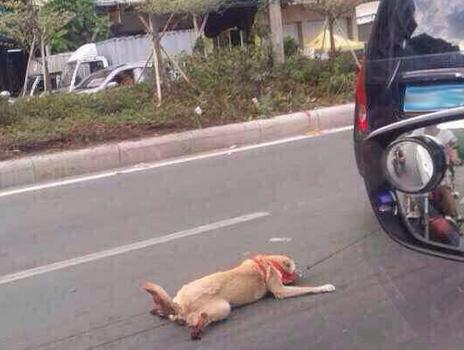 A dog being dragged behind a car