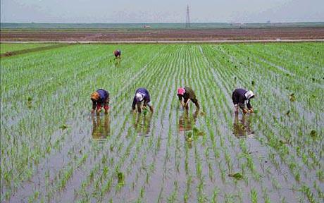 Triều Tiên được dự báo sẽ thiếu gạo ăn trong năm nay. Ảnh: AP