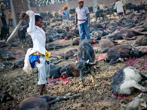 Hàng ngàn gia súc bị giết trong lễ tế thần Gadhimai ở Nepal. Ảnh: Demotix
