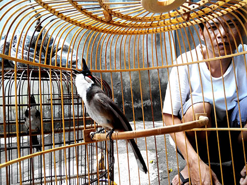 Anh Trần Văn Ân từng bị trộm bắt mất chim chào mào tại nhà