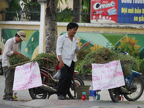 Cây nở ngày đất đang được bán trên nhiều tuyến đường ở TP HCM Ảnh: HOÀNG TRIỀU