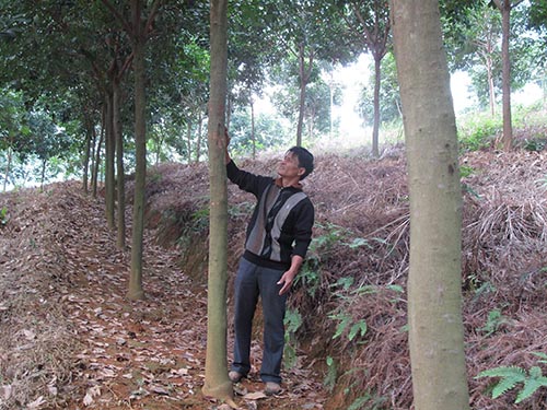 Vườn cao su tại xã Mường So, huyện Phong Thổ, tỉnh Lai Châu