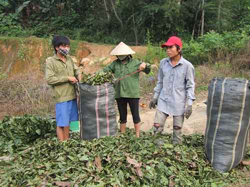 Người dân xã Chi Khê, tỉnh Nghệ An thu gom lá cây cò ke bán cho thương lái Trung Quốc  Ảnh:  ĐỨC NGỌC