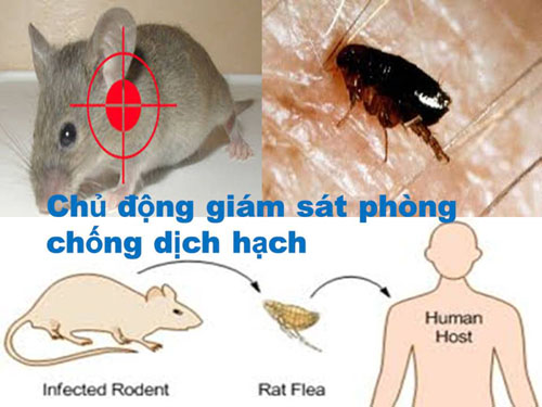 Đường lây bệnh dịch hạch của chuột cho ngườiẢnh: Cục Y tế dự phòng