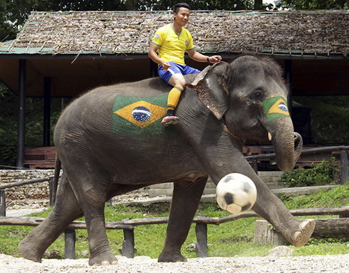 Những chú voi hưởng ứng World Cup ở Thái Lan