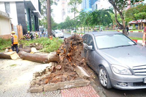 Cây phượng ngã trên đường Hàm Nghi (quận 1, TP HCM)