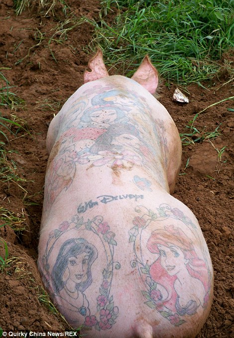 One of Mr Delvoyes tattooed pigs at his farm in China
