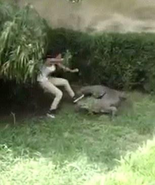 The tourist walks straight towards the crocodile and startles it, causing it to lunge at her in attack