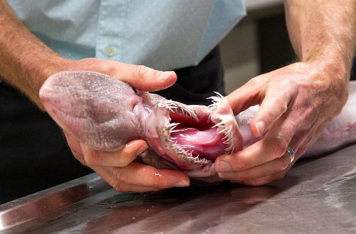 The Sharks Love Eating Octopi (Picture SWNS)