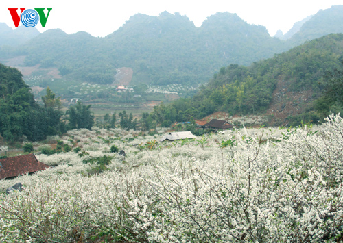 Bản làng phủ một màu trắng tinh khôi của hoa mận.