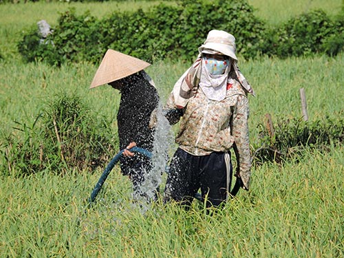 Người dân ở huyện đảo Lý Sơn ngày đêm tưới nước để cứu cánh đồng tỏi Ảnh: VĂN MỊNH