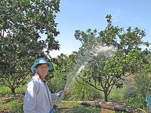 Các chủ trang trại là đối tượng được vay vốn theo nghị định mới của Chính phủ. Trong ảnh: Chủ một trang trại ở TP HCM đang chăm sóc bưởi da xanh
 Ảnh: NGỌC ÁNH