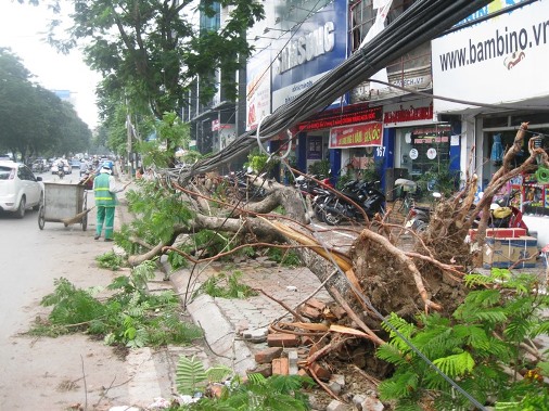 Tại đường Thái Hà, nhiều cây phượng bị hạ gục bởi cơn mưa lốc. Dây điện, cáp quang cũng bị kéo theo