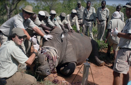 Đội giải cứu tê giác ở Nam Phi đã quyết định truyền độc vào sừng tê giác
