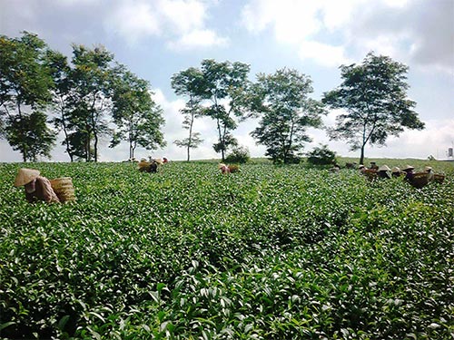 Ngành trà Việt Nam lại bất an trước thông tin nhiễm dioxin do phía Đài Loan cáo buộc  Ảnh: MINH HẢI