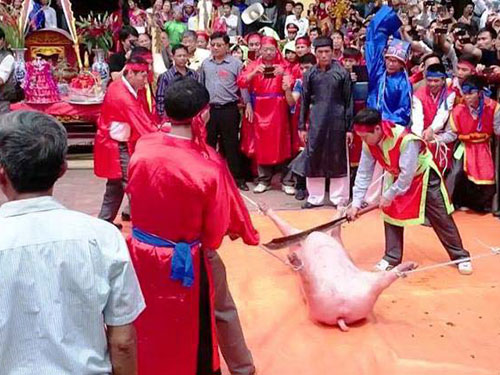 Dân làng Ném Thượng (huyện Tiên Du, tỉnh Bắc Ninh) thực hiện nghi thức chém lợn gây nhiều tranh cãi Ảnh: NGUYỄN HƯỞNG