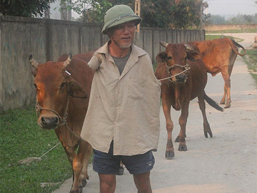 Dù đã 65 tuổi lại cụt 2 tay nhưng hằng ngày, ông Hoa Xuân Tứ vẫn đi chăn bò, làm ruộng