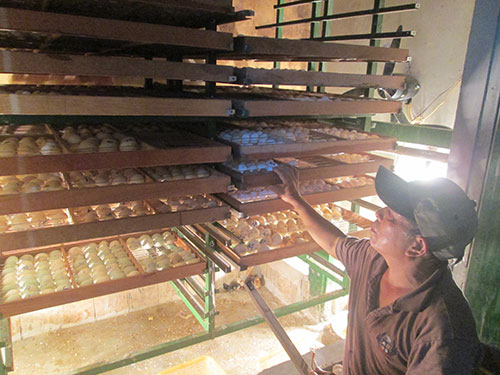 &Ocirc;ng Phạm Đức Long b&ecirc;n l&ograve; ấp trứng