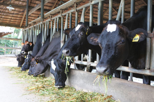 Mô hình chăn nuôi bò sữa trang trại lớn tại Nghệ An