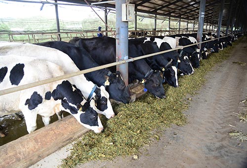 Trang trại bò sữa đạt tiêu chuẩn cung cấp sữa tươi nguyên liệu cho Vinamilk Trang trại bò sữa đạt tiêu chuẩn cung cấp sữa tươi nguyên liệu cho Vinamilk