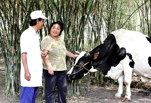 Vinamilk có nhiều chính sách ưu đãi trong thu mua sữa tươi nguyên liệu tại các hộ chăn nuôi