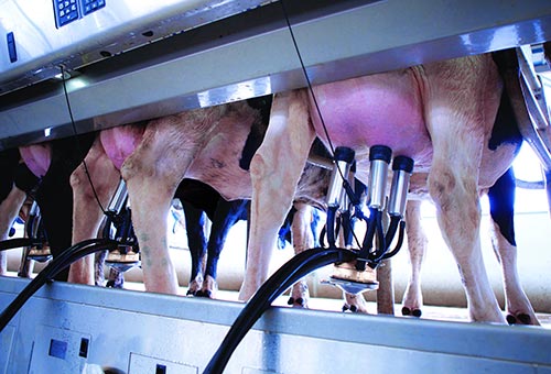 Hệ thống vắt sữa tươi an toàn vệ sinh thực phẩm tại các trại chăn nuôi của Vinamilk