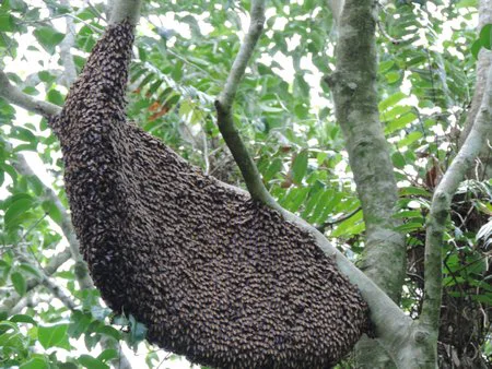 Đặc sản ong mật của rừng U Minh Hạ, có ổ to cho đến chục lítmật ong.Ảnh: TRẢNG- DUY