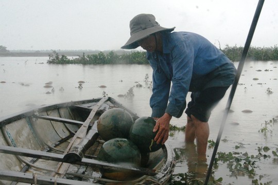 Nông dân tỉnh Quảng Nam vớt dưa hấu bị nước lũ nhấn chìm