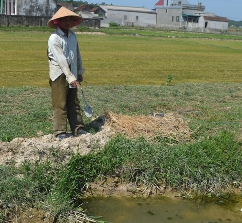 Nơi cháu Thắng đi bắt cua bị rắn độc cắn. Ảnh: Đ.Chung