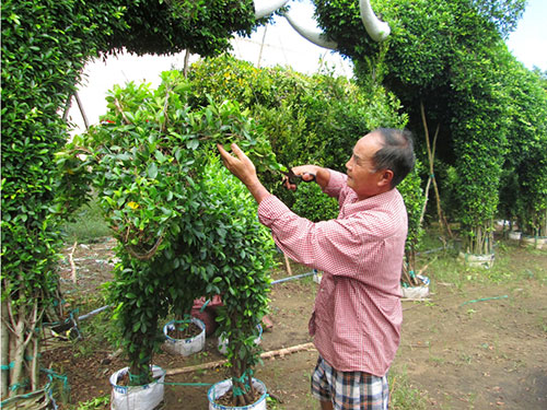 Nghệ nhân Năm Công tạo dáng kiểng hình con dê
Ảnh:
NGỌC TRINH