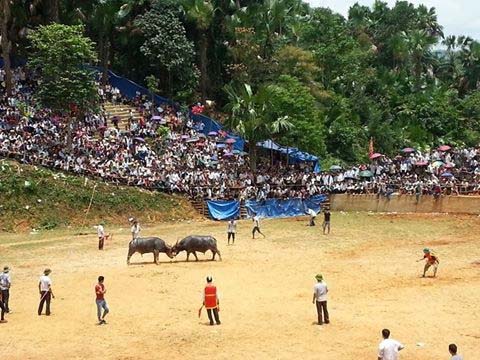 Lễ hội chọi trâu ở xã Bằng Hành, huyện Bắc Quang, tỉnh Hà GiangẢnh: TRƯỜNG GIANG