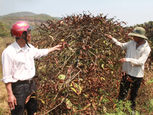 Hàng trăm héc-ta cà phê chết cháy vì sương muối