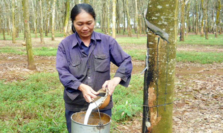 Công nhân cạo mủ cao su đa số không đủ sức khỏe để làm việc cho đến tuổi nghỉ hưu theo quy định