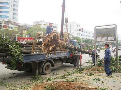 Nhiều cây xanh trên đường Nguyễn Chí Thanh (Hà Nội) bị đốn hạ không thương tiếc.  Ảnh: Nguyễn Hưởng