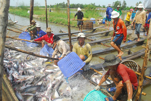 Kim ngạch xuất khẩu trong lĩnh vực nông nghiệp những tháng đầu năm giảm mạnh. Trong ảnh: Thu hoạch cá tra ở ĐBSCL Ảnh: Ngọc Trinh