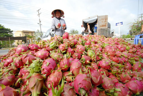 Thu hoạch thanh long ở ĐBSCL Ảnh: Ngọc Trinh Thu hoạch thanh long ở ĐBSCL Ảnh: Ngọc Trinh