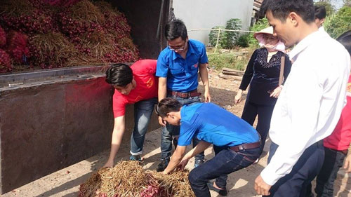 Lực lượng đoàn viên, thanh niên tình nguyện của tỉnh Sóc Trăng tham gia “giải cứu” hành tím