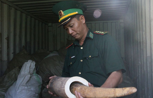 Cơ quan chức năng kiểm tra số ngà voi và vảy tê tê thu giữ tại cảng Tiên Sa Ảnh: Bích Vân