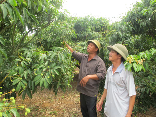 Người trồng vải ở Lục Ngạn đang lo lắng cho đầu ra của sản phẩm