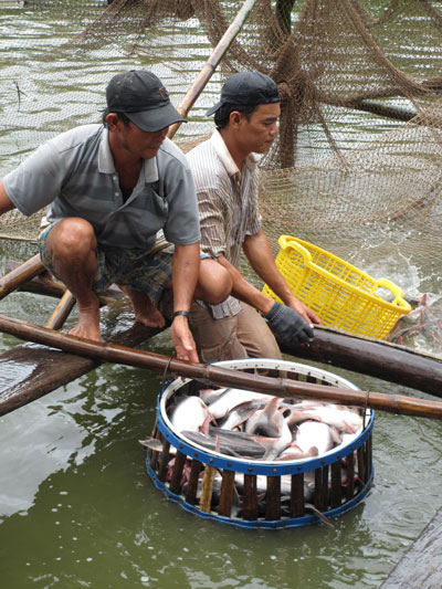 Nhiều năm gần đây, các ngân hàng rất dè dặt cho vay đối với ngành cá tra