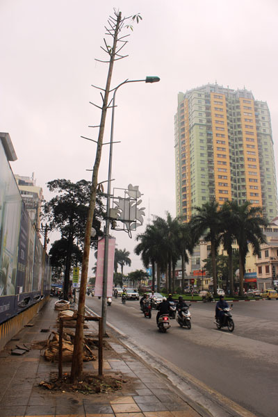 TP Hà Nội đang tìm loại cây phù hợp để thay cho cây mỡ đang trồng trên đường Nguyễn Chí Thanh Ảnh: NGUYỄN HƯỞNG