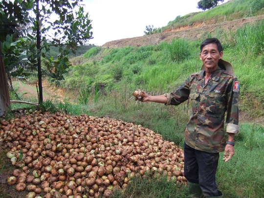 Số hành tây nhà ông Liễu bị hư hại do mộc mầm và thối