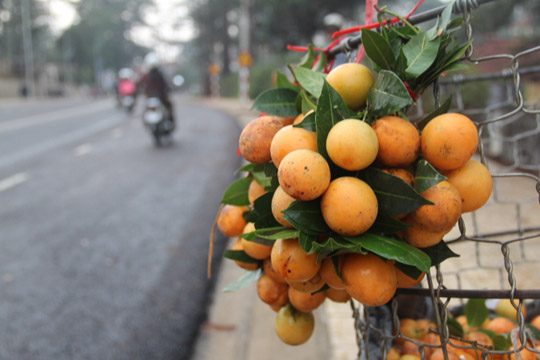 Những quả thanh trà treo lủng lẳng trên đường phố Đà Lạt